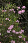 Piedmont rhododendron